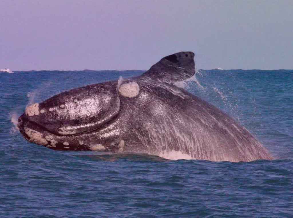 Северный тихоокеанский кит