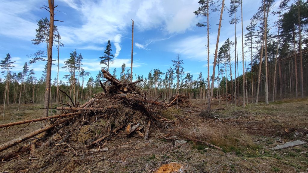 Цели, которые решает Федеральный лесной надзор