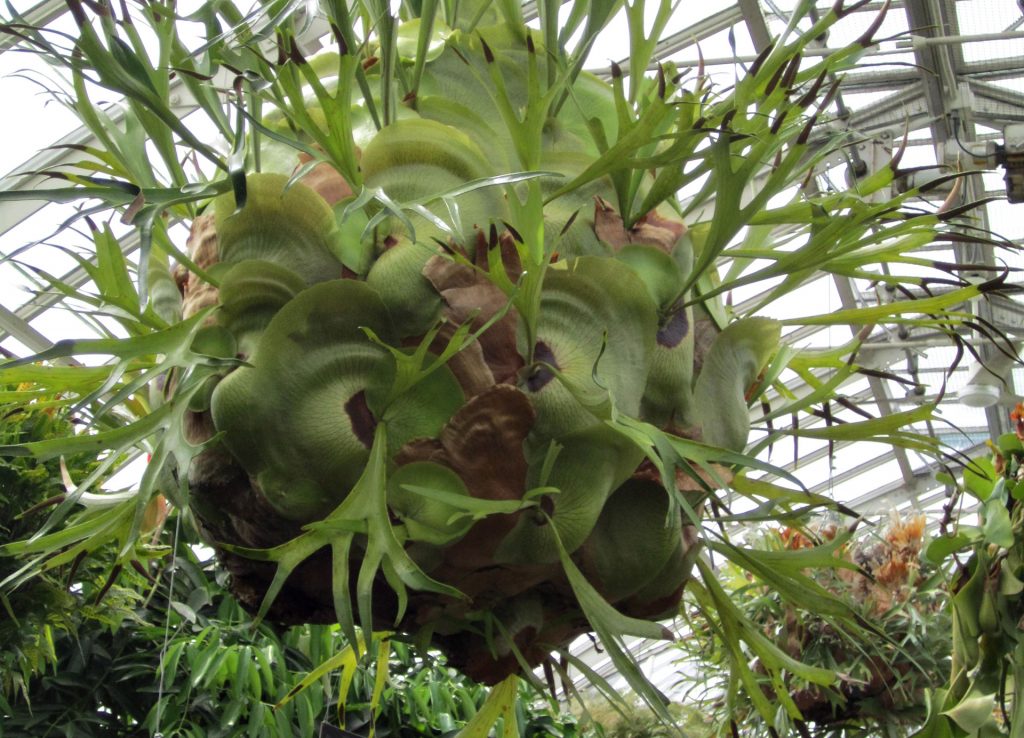 Исчезновение редких видов растений Исчезновение редких видов растений: причины, последствия и пути решения