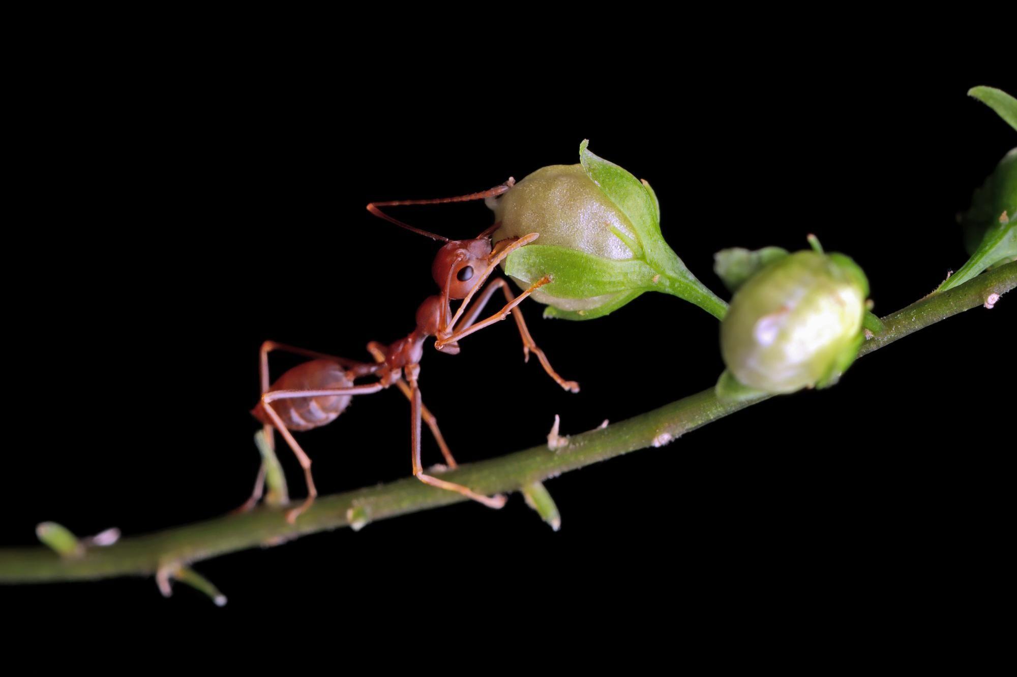Муравей Oecophylla smaragdina. Муравьи Ткачи. Летучие муравьи. Муравьиное молоко. Обиженный муравей