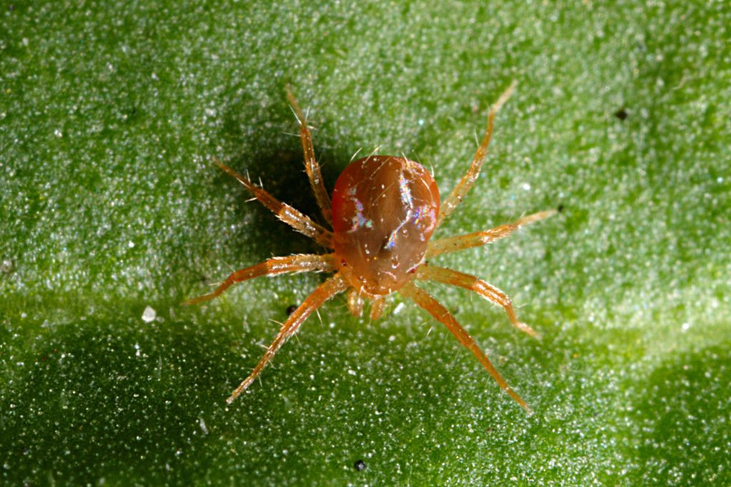 Как избавиться от клещей на дачном участке самостоятельно?