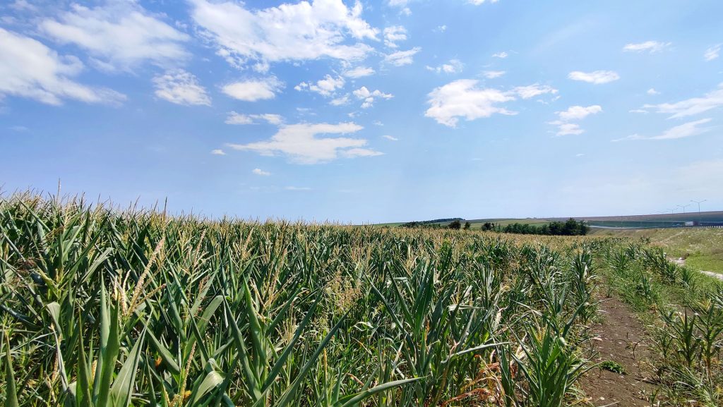 Как сельское хозяйство связано с загрязнением почвы?