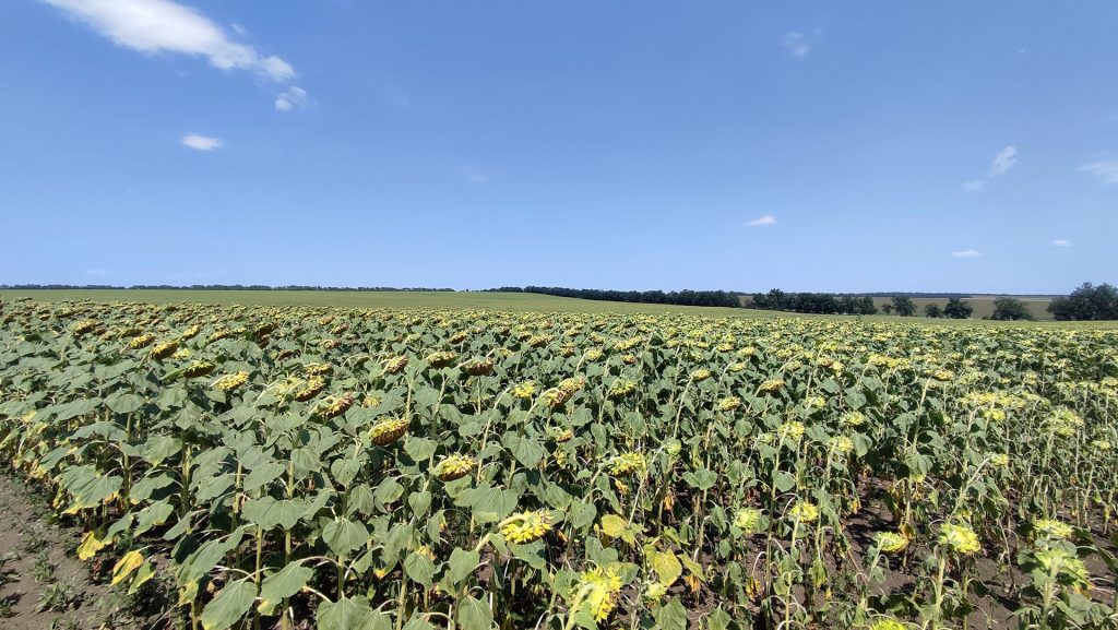 Как загрязнение почвы влияет на биоразнообразие?