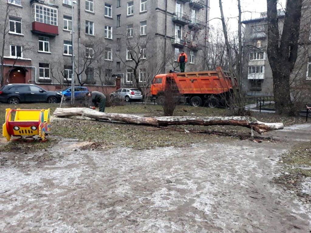 Основные нормы санитарной обрезки деревьев