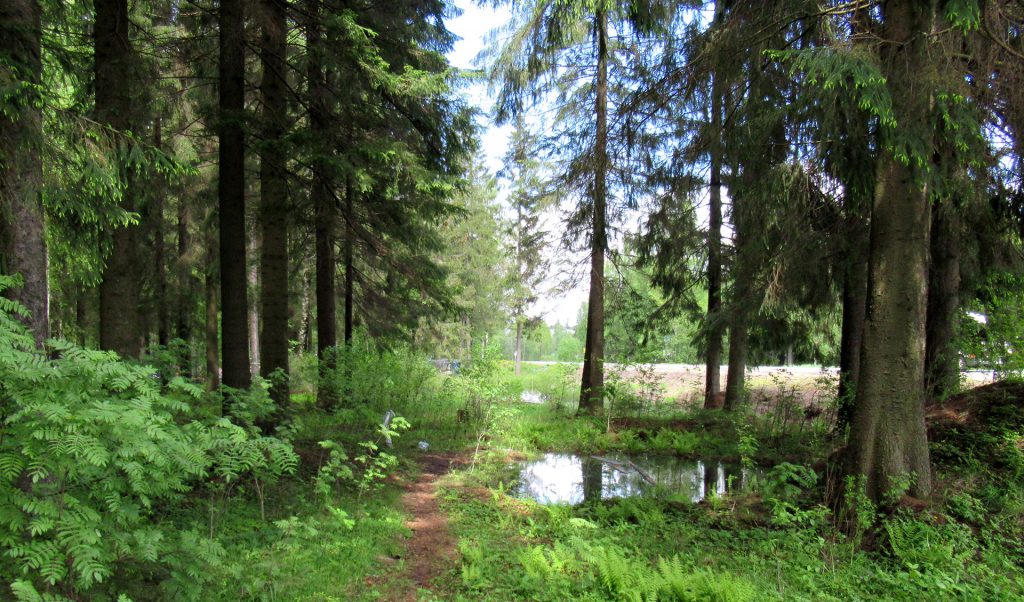 Задачи лесной охраны